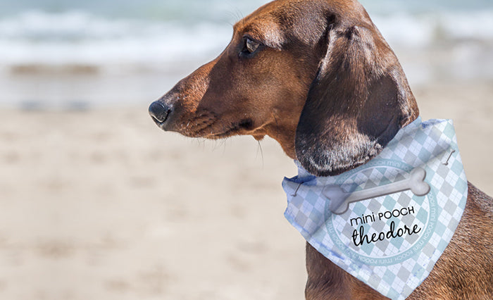 Pet Bandana